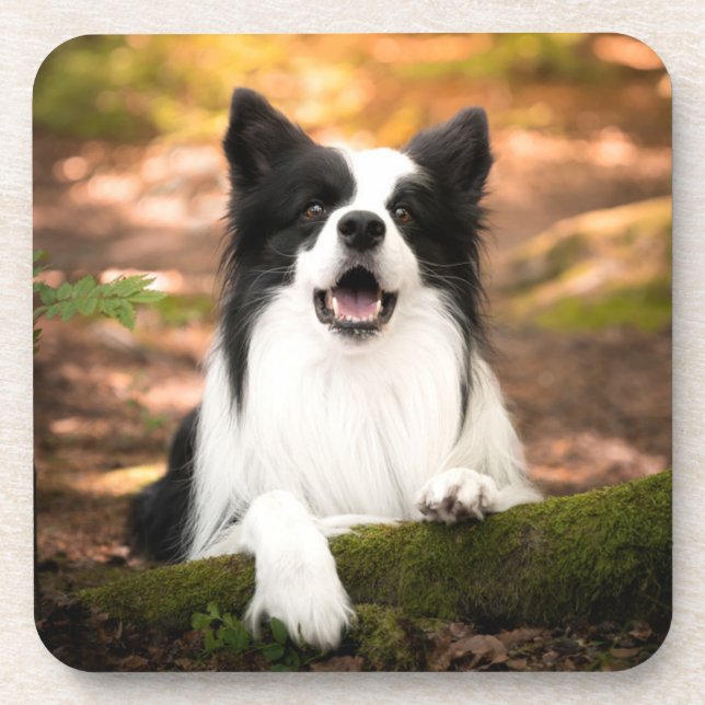 Niedliche Kleintiere | Schwarz-Weiß-Border-Collie Getränkeuntersetzer (Vorderseite)