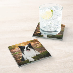 Niedliche Kleintiere   Schwarz-Weiß-Border-Collie Glasuntersetzer