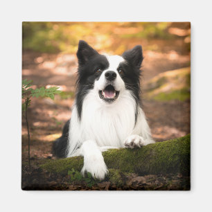 Niedliche Kleintiere Schwarz-Weiß-Border-Collie Magnet