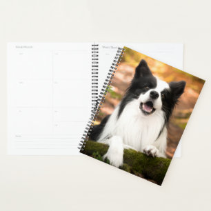 Niedliche Kleintiere   Schwarz-Weiß-Border-Collie Planer