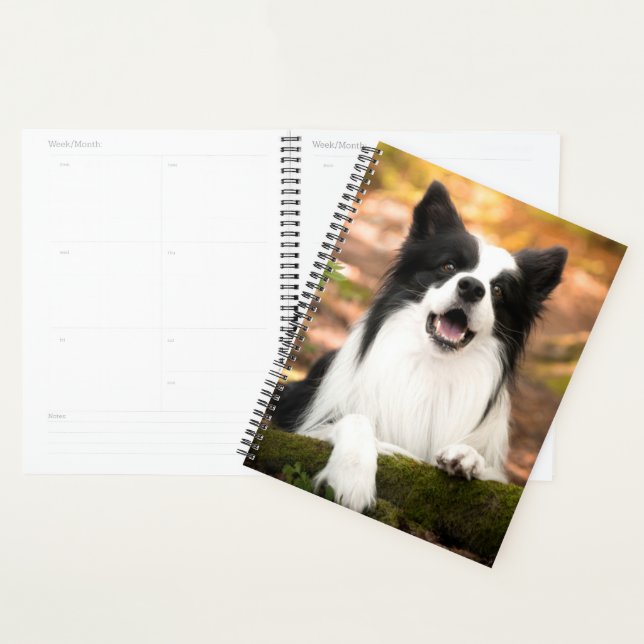 Niedliche Kleintiere | Schwarz-Weiß-Border-Collie Planer (Anzeige)