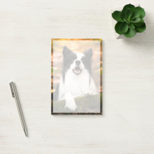 Niedliche Kleintiere Schwarz-Weiß-Border-Collie Post-it Klebezettel