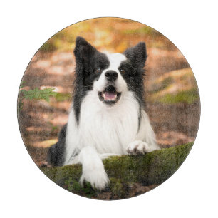Niedliche Kleintiere Schwarz-Weiß-Border-Collie Schneidebrett