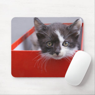 Niedliche Kleintiere   Schwarze und weiße Kätzchen Mousepad