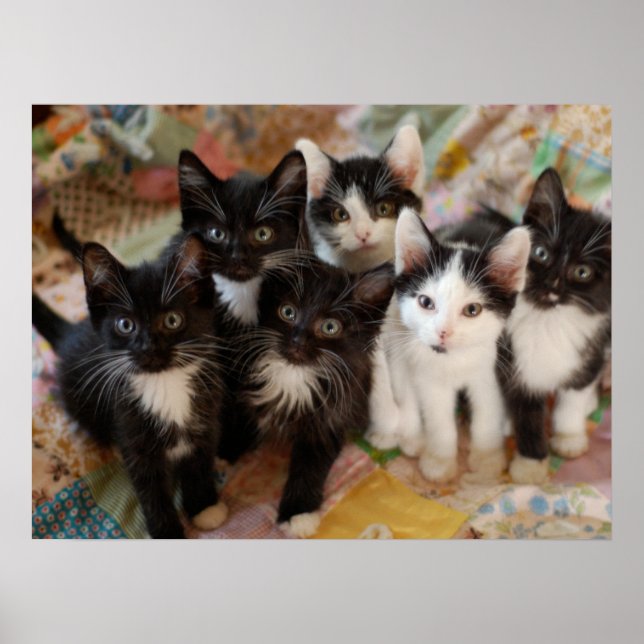Niedliche Kleintiere | Schwarze und weiße Kätzchen Poster (Vorne)