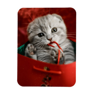 Niedliche Kleintiere   Scottish Fold Kitten Magnet