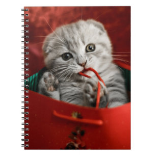 Niedliche Kleintiere Scottish Fold Kitten Notizblock