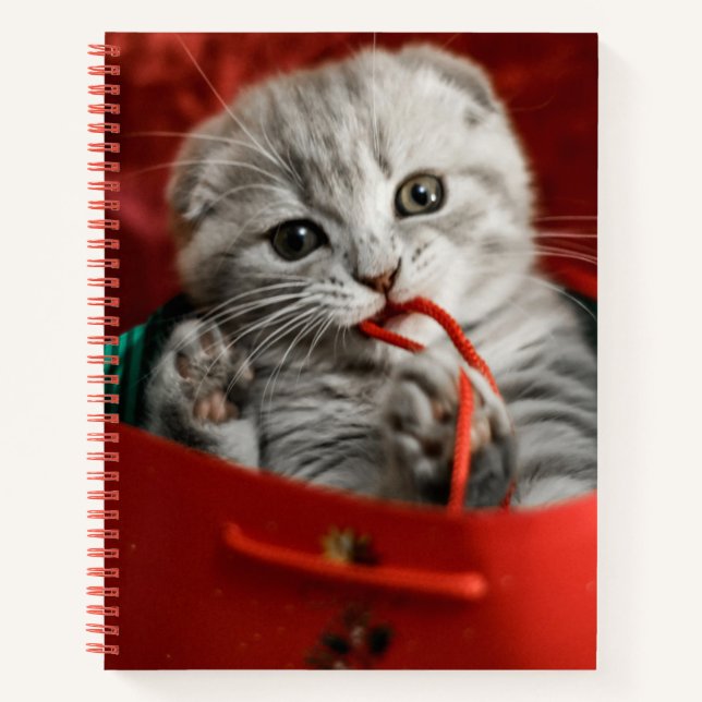 Niedliche Kleintiere | Scottish Fold Kitten Notizbuch (Vorderseite)