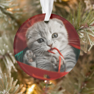 Niedliche Kleintiere Scottish Fold Kitten Ornament