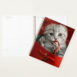 Niedliche Kleintiere Scottish Fold Kitten Planer