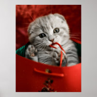 Niedliche Kleintiere | Scottish Fold Kitten