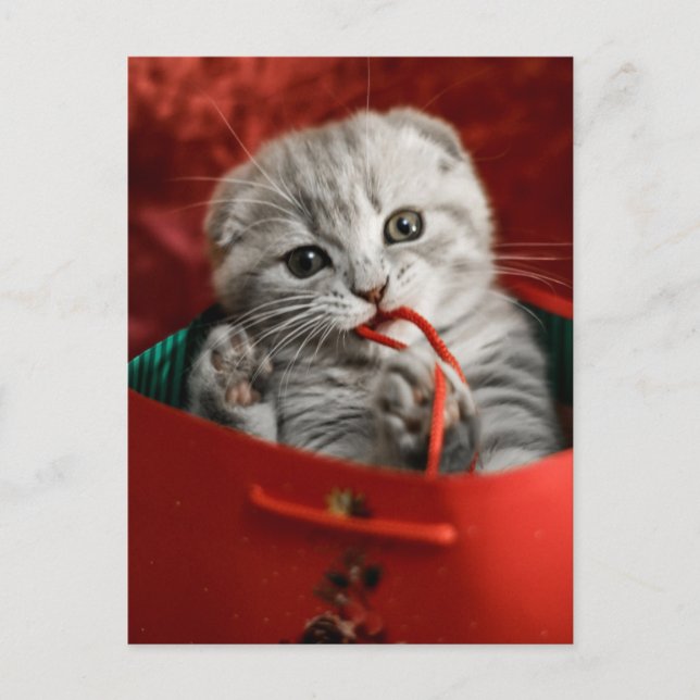 Niedliche Kleintiere | Scottish Fold Kitten Postkarte (Vorderseite)