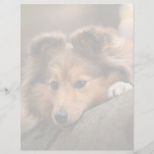 Niedliche Kleintiere   Shetland Sheepdog Welppy