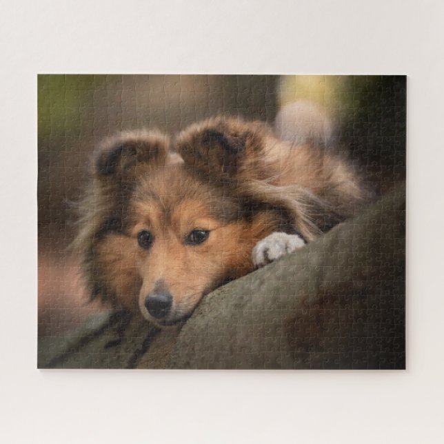 Niedliche Kleintiere | Shetland Sheepdog Welppy (Horizontal)