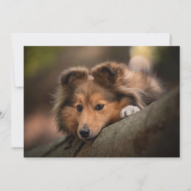 Niedliche Kleintiere | Shetland Sheepdog Welppy Dankeskarte (Vorderseite)