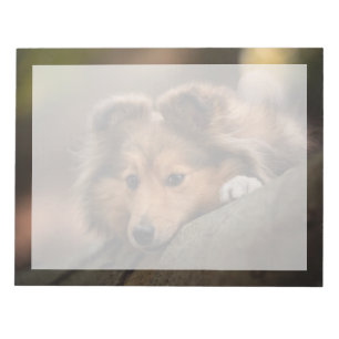 Niedliche Kleintiere Shetland Sheepdog Welppy Notizblock