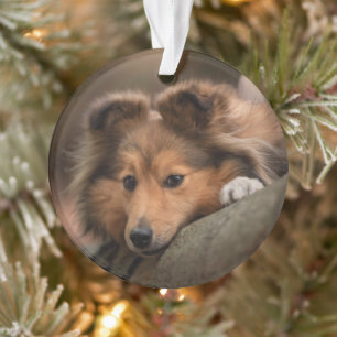 Niedliche Kleintiere   Shetland Sheepdog Welppy Ornament