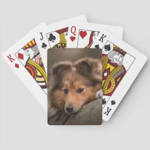 Niedliche Kleintiere   Shetland Sheepdog Welppy Spielkarten