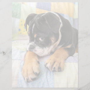 Niedliche Kleintiere Shi Old English Bulldog