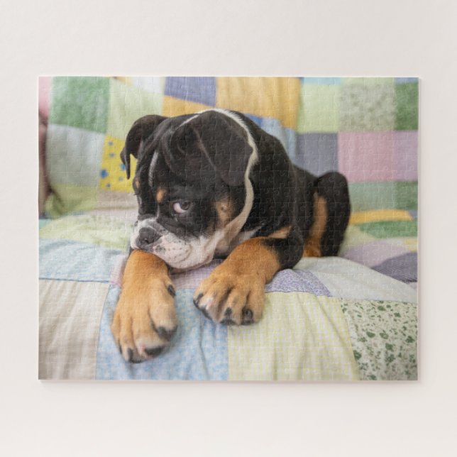 Niedliche Kleintiere | Shi Old English Bulldog (Horizontal)