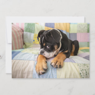 Niedliche Kleintiere   Shi Old English Bulldog Dankeskarte
