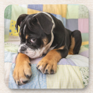 Niedliche Kleintiere   Shi Old English Bulldog Getränkeuntersetzer