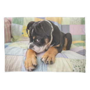 Niedliche Kleintiere   Shi Old English Bulldog Kissenbezug