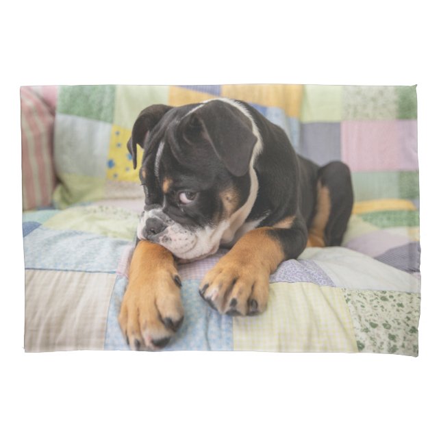Niedliche Kleintiere | Shi Old English Bulldog Kissenbezug (Vorderseite)