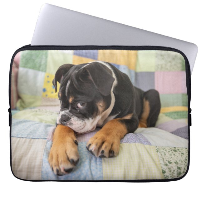 Niedliche Kleintiere | Shi Old English Bulldog Laptopschutzhülle (Vorderseite)