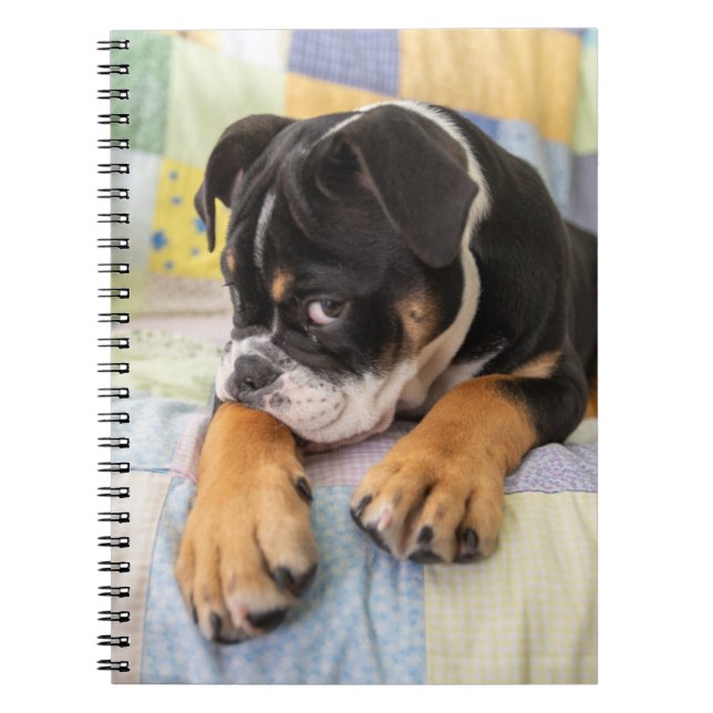Niedliche Kleintiere | Shi Old English Bulldog Notizblock (Vorderseite)