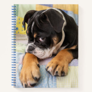 Niedliche Kleintiere Shi Old English Bulldog Notizbuch