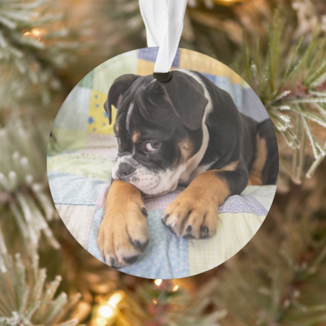 Niedliche Kleintiere | Shi Old English Bulldog Ornament (Baum)