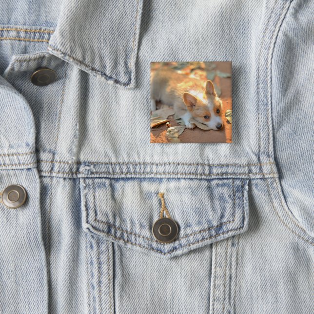 Niedliche Kleintiere | Shy Corgi Button (Beispiel)