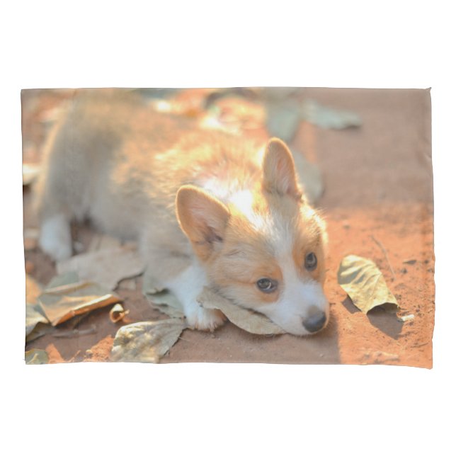 Niedliche Kleintiere | Shy Corgi Kissenbezug (Vorderseite)
