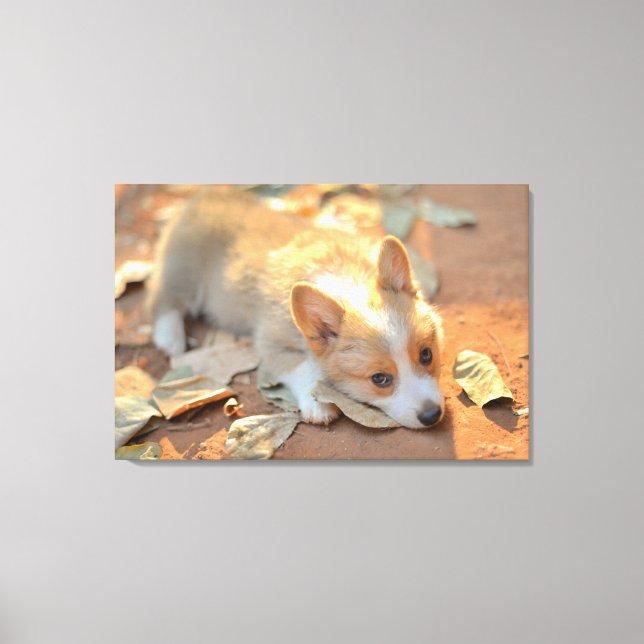 Niedliche Kleintiere | Shy Corgi Leinwanddruck (Vorderseite)