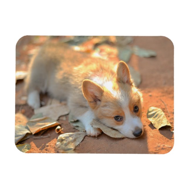 Niedliche Kleintiere | Shy Corgi Magnet (Horizontal)