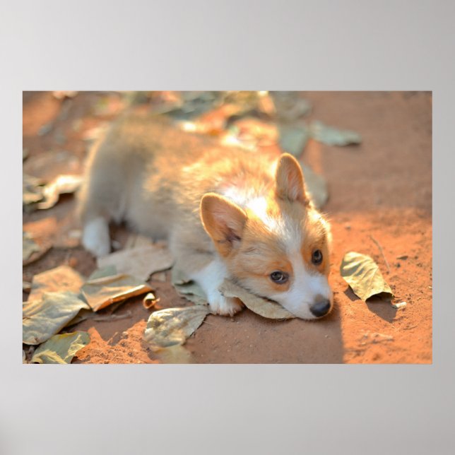Niedliche Kleintiere | Shy Corgi Poster (Vorne)