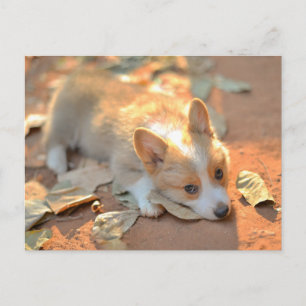 Niedliche Kleintiere Shy Corgi Postkarte