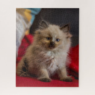 Niedliche Kleintiere Siamese Kitten