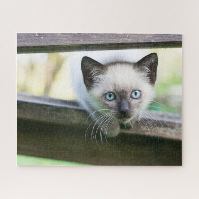 Niedliche Kleintiere | Siamese Kitten 2 (Horizontal)