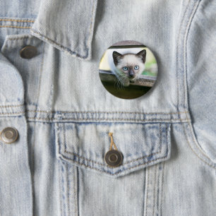 Niedliche Kleintiere   Siamese Kitten 2 Button