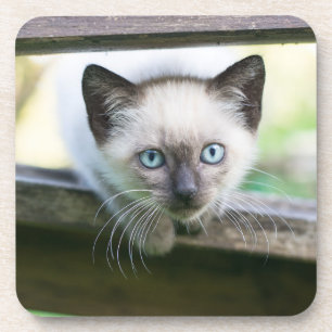 Niedliche Kleintiere   Siamese Kitten 2 Getränkeuntersetzer