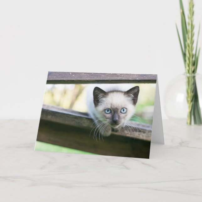 Niedliche Kleintiere | Siamese Kitten 2 Karte (Vorderseite)