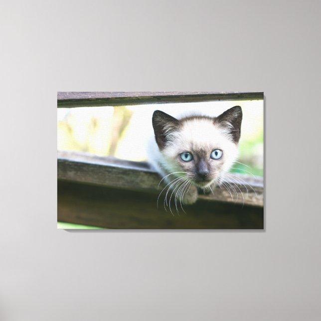 Niedliche Kleintiere | Siamese Kitten 2 Leinwanddruck (Vorderseite)