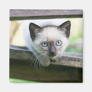 Niedliche Kleintiere Siamese Kitten 2 Magnet