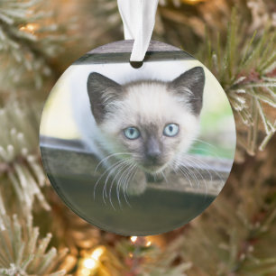 Niedliche Kleintiere   Siamese Kitten 2 Ornament