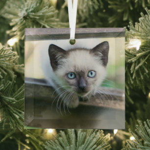 Niedliche Kleintiere   Siamese Kitten 2 Ornament Aus Glas