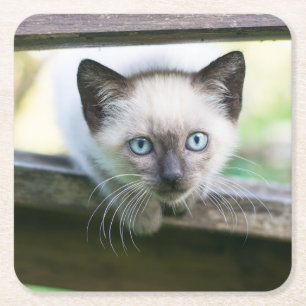 Niedliche Kleintiere   Siamese Kitten 2 Rechteckiger Pappuntersetzer