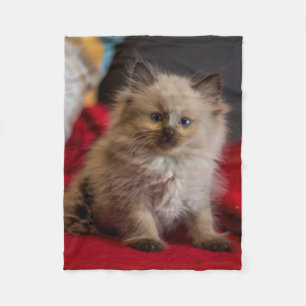 Niedliche Kleintiere   Siamese Kitten Fleecedecke