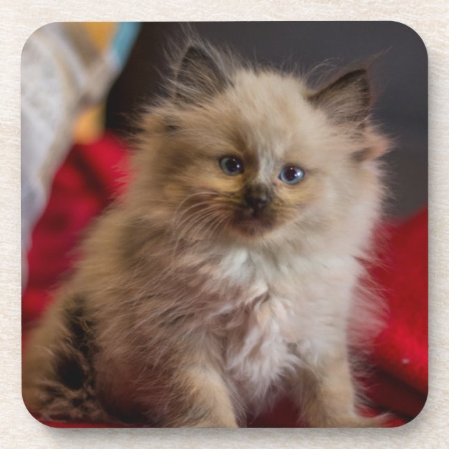 Niedliche Kleintiere | Siamese Kitten Getränkeuntersetzer (Vorderseite)